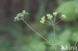 Pignut (Conopodium majus)