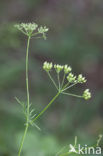 Pignut (Conopodium majus)