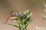 Gaspeldoornsprinkhaan (Chorthippus binotatus)
