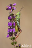 Gaspeldoornsprinkhaan (Chorthippus binotatus)