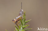 Gaspeldoornsprinkhaan (Chorthippus binotatus)