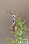 Gaspeldoornsprinkhaan (Chorthippus binotatus)