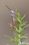 Gaspeldoornsprinkhaan (Chorthippus binotatus)