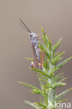 Gaspeldoornsprinkhaan (Chorthippus binotatus)