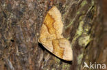 Geelbruine bandspanner (Plagodis pulveraria)