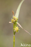 Small-fruited Yellow-sedge (Carex oederi subsp. oedocarpa)