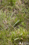 Geelgroene zegge (Carex oederi subsp. oedocarpa)