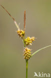 Small-fruited Yellow-sedge (Carex oederi subsp. oedocarpa)