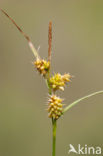 Geelgroene zegge (Carex oederi subsp. oedocarpa)