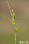 Small-fruited Yellow-sedge (Carex oederi subsp. oedocarpa)