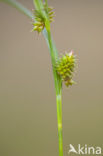 Geelgroene zegge (Carex oederi subsp. oedocarpa)