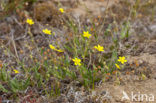 Gevlekt zonneroosje (Tuberaria guttata) 
