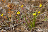 Gevlekt zonneroosje (Tuberaria guttata) 