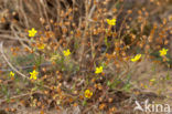 Gevlekt zonneroosje (Tuberaria guttata) 
