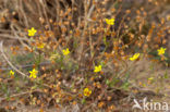 Spotted Rock-rose (Tuberaria guttata)