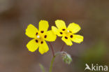 Gevlekt zonneroosje (Tuberaria guttata) 