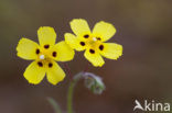 Gevlekt zonneroosje (Tuberaria guttata) 