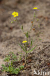 Gevlekt zonneroosje (Tuberaria guttata) 