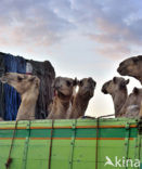 Gewone kameel (Camelus ferus) 