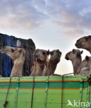 Bactrian Camel