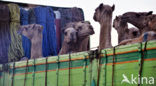 Bactrian Camel