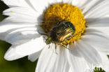 Rose Chafer (Cetonia aurata)