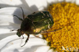 Rose Chafer (Cetonia aurata)