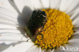 Rose Chafer (Cetonia aurata)