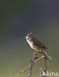 Greater Whitethroat (Sylvia communis)
