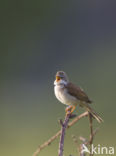 Greater Whitethroat (Sylvia communis)
