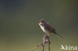 Greater Whitethroat (Sylvia communis)
