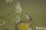 Greater Whitethroat (Sylvia communis)