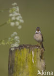 Greater Whitethroat (Sylvia communis)