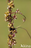 Greater Dodder (Cuscuta europaea)