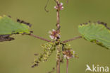 Greater Dodder (Cuscuta europaea)