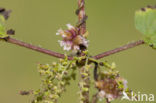 Greater Dodder (Cuscuta europaea)