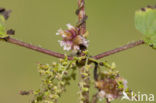 Groot warkruid (Cuscuta europaea)