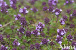 Grote tijm (Thymus pulegioides) 