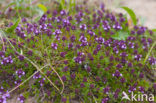 Grote tijm (Thymus pulegioides) 