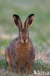 Brown Hare (Lepus europaeus)