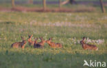 Haas (Lepus europaeus)