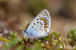 Heideblauwtje (Plebejus argus) 