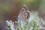 Heideblauwtje (Plebejus argus) 