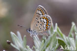 Heideblauwtje (Plebejus argus) 