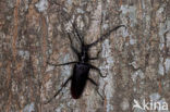 great capricorn beetle (Cerambyx cerdo) 