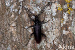 great capricorn beetle (Cerambyx cerdo) 