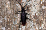 great capricorn beetle (Cerambyx cerdo) 