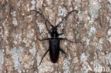 great capricorn beetle (Cerambyx cerdo) 