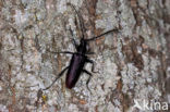 great capricorn beetle (Cerambyx cerdo) 