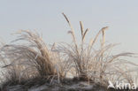 Marram (Ammophila arenaria)